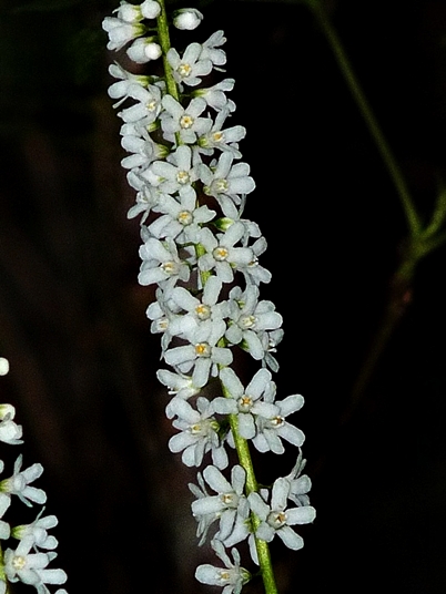 {Galax urceolata}
